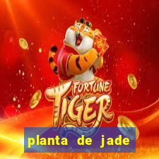 planta de jade significado espiritual